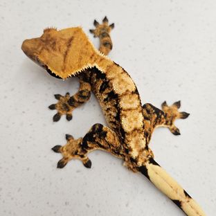 트라이