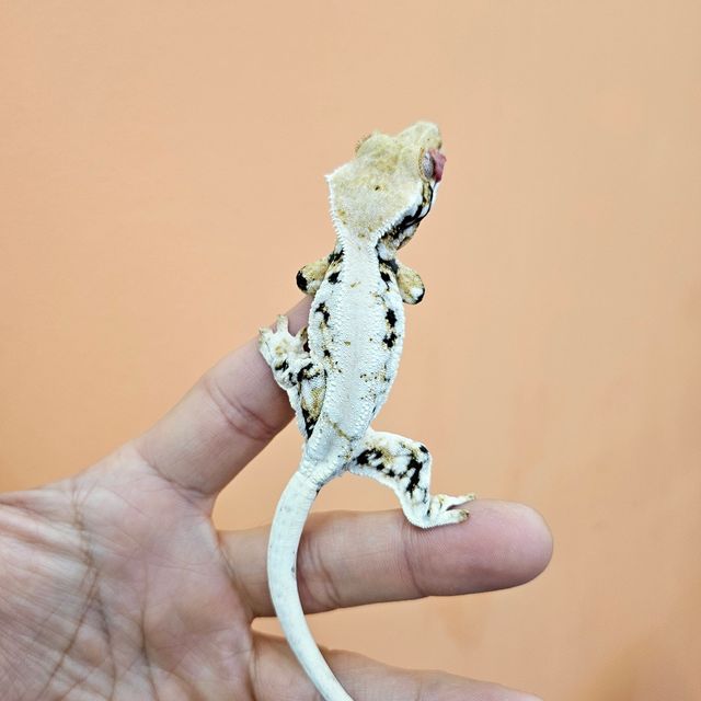 릴리화이트