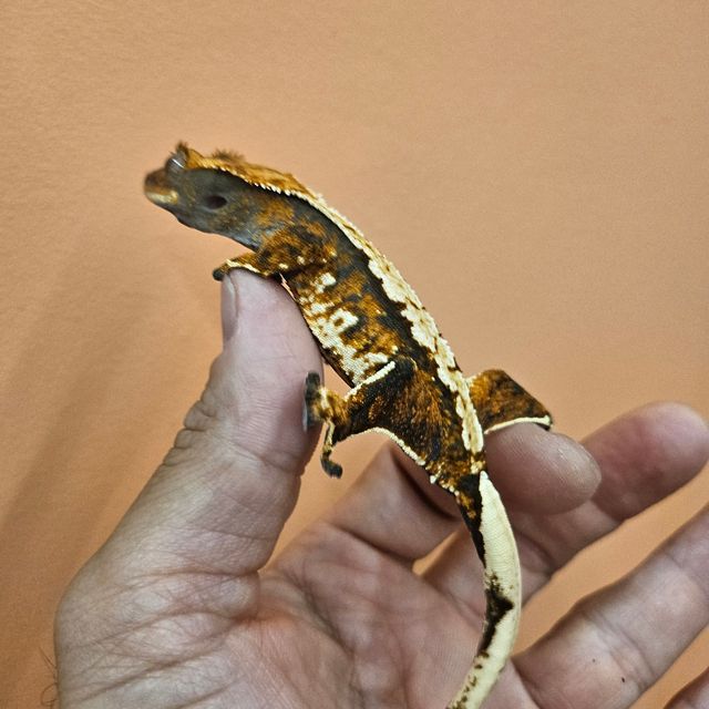 트라이 바브
