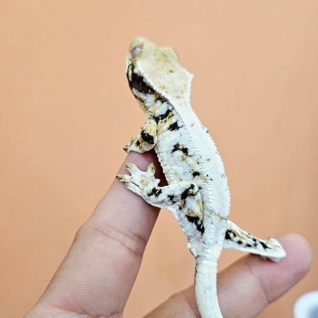 릴리화이트