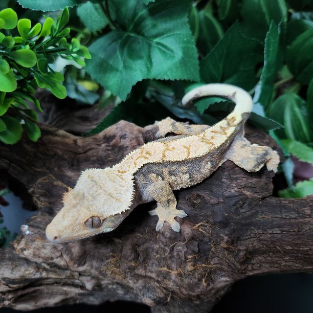 트라이