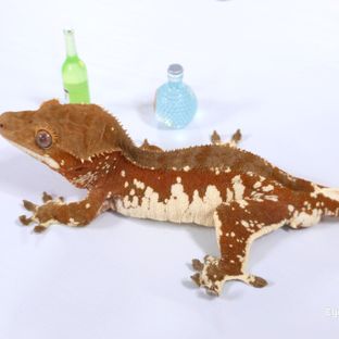 아사히