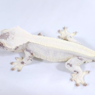 릴리 세이블
