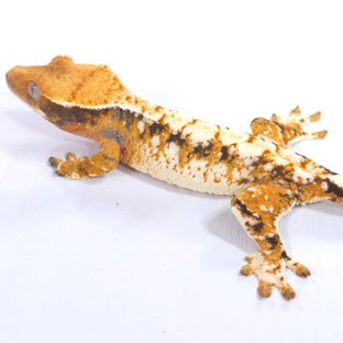 트라이 익스트림할리퀸