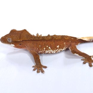 레드 바이 화이트포트홀