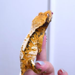 트라이 익스트림할리퀸 텐저린