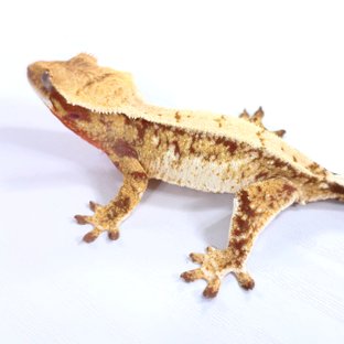 레드 트라이 익스트림할리퀸