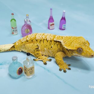 트라이 익스트림할리퀸