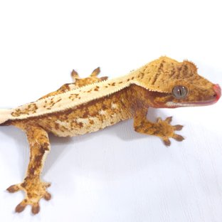 레드 트라이 익스트림할리퀸