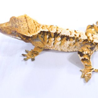 트라이 익스트림할리퀸 화이트스팟