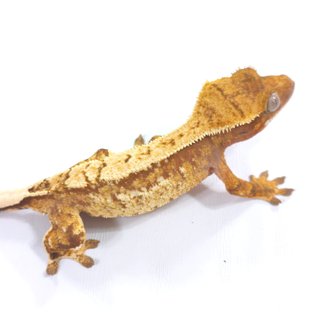 레드 트라이 익스트림할리퀸