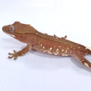 레드 바이 화이트포트홀