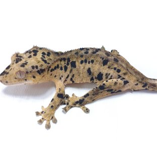 26.893
