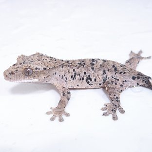 슈달암