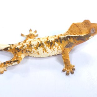 트라이 익스트림할리퀸