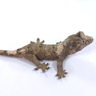 Pine Island White Collar