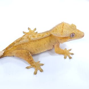 옐로우 벅스킨 팬텀