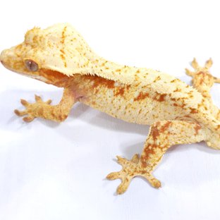 Red Tri Extreme Harlequin