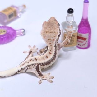 꾸덕 프라푸치노