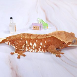 아방가르드