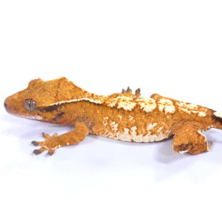 트라이 익스트림할리퀸