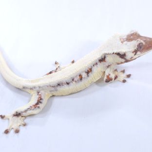 릴리 세이블