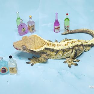 압생트