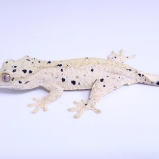 백색 슈달