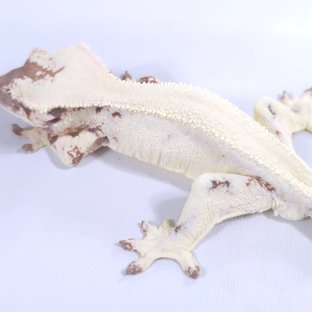 릴리 세이블