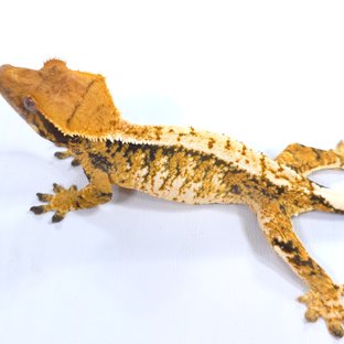 트라이 익스트림할리퀸 화이트스팟