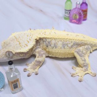 벨루가