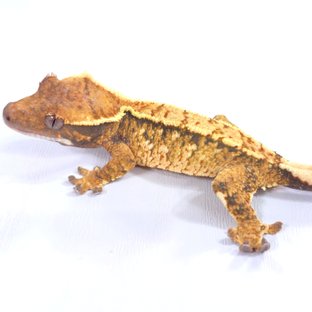 Tri Extreme Harlequin