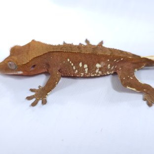 레드 바이 화이트포트홀