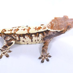 화이트 카푸치노