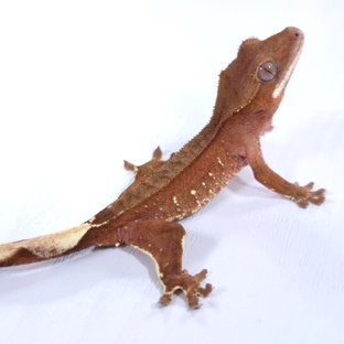 레드 바이 화이트포트홀