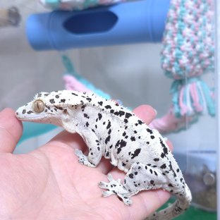 원소주