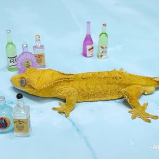 카스