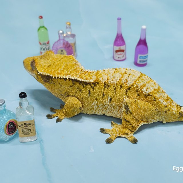 트라이 익스트림할리퀸