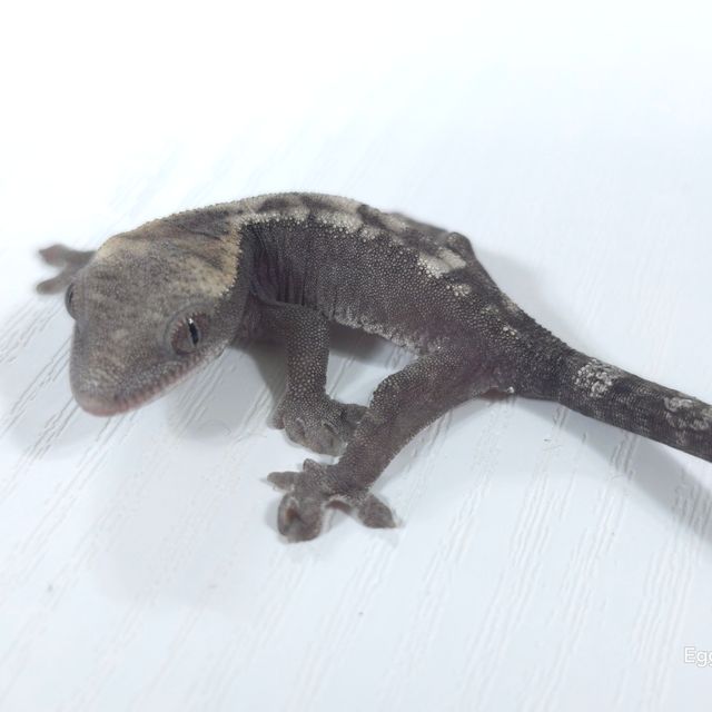 루왁