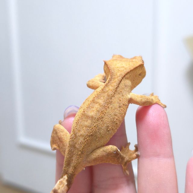 옐로우 벅스킨