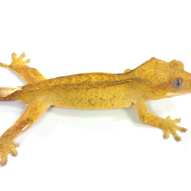 스트로베리 팬텀