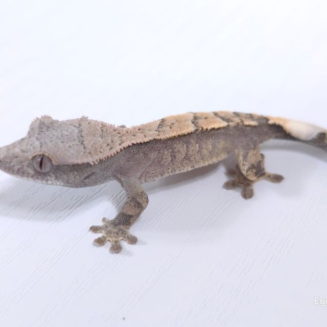 세이블