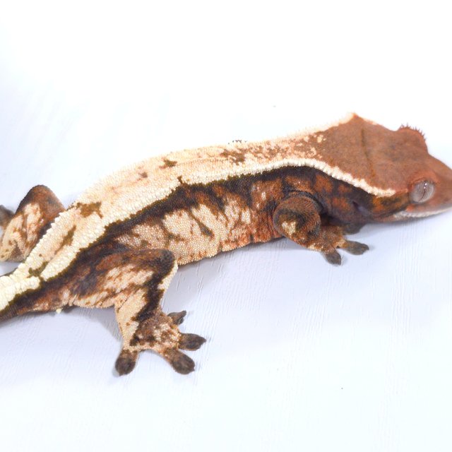 세이블