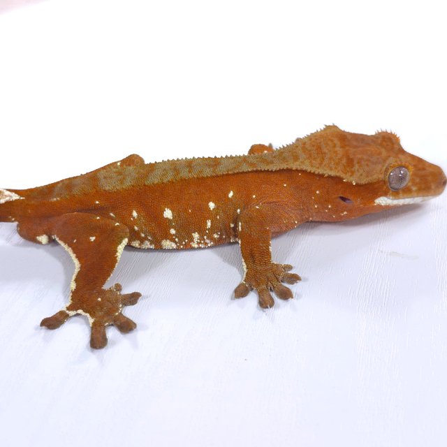 레드 바이 화이트포트홀