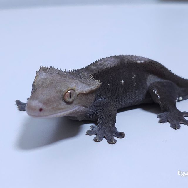 아잔틱