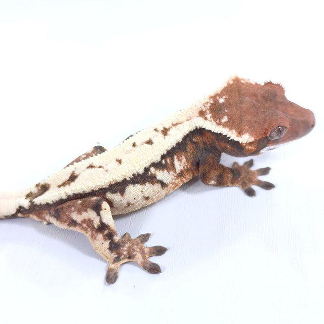 세이블