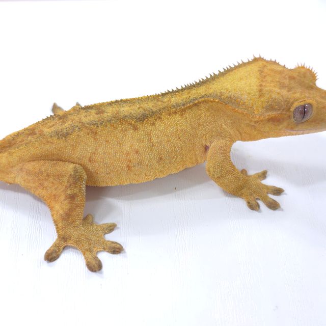 옐로우 벅스킨 팬텀