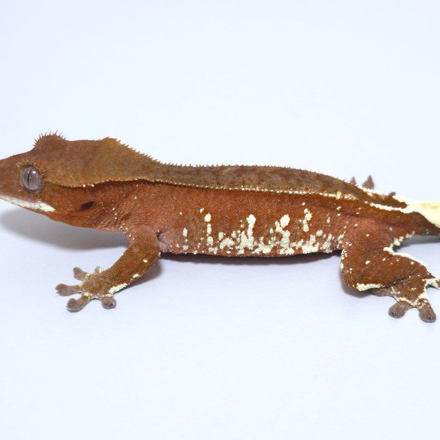 레드 바이 화이트포트홀