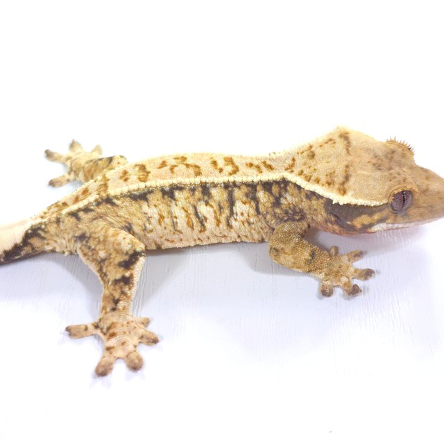 트라이 익스트림할리퀸 드리피