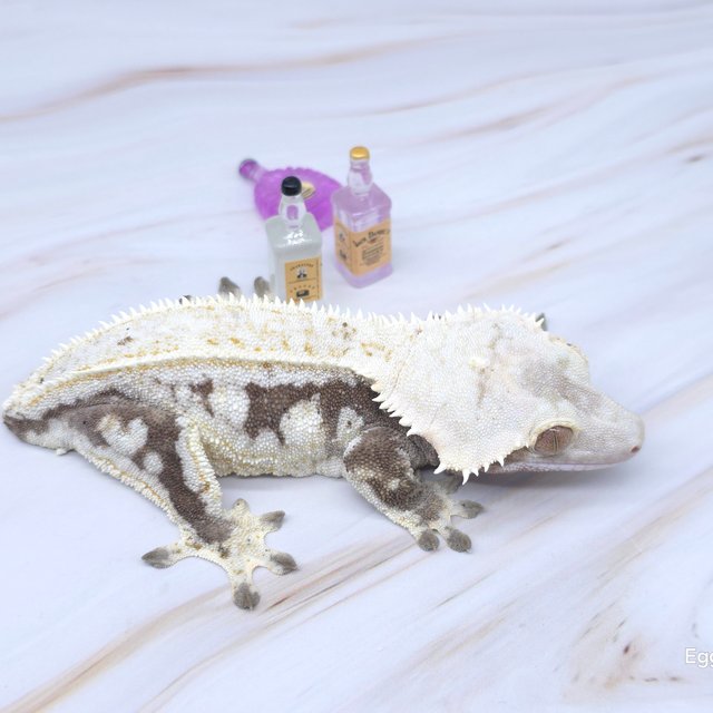 드리피 화이트스팟